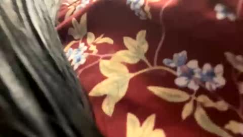 _catalina_linda_ok online show from 10.26.25