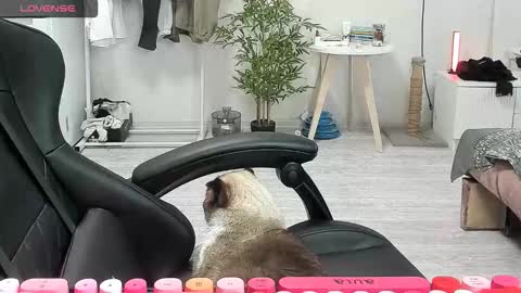 Snapshot of _feralberry__ chatting on 12.15.25 Alis online show from 12.15.25