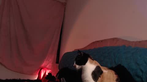 Snapshot of ally_donfort chatting on 02.28.25 Ally online show from 02.28.25