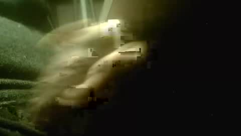 amolafica12 online show from 12.01.25