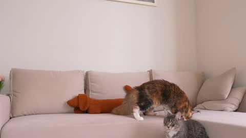  REYNA  next stream is 11h of Feb online show from 04.05.26