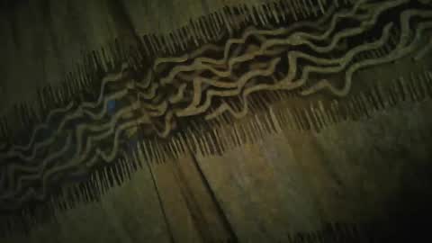 olo online show from 11.24.25