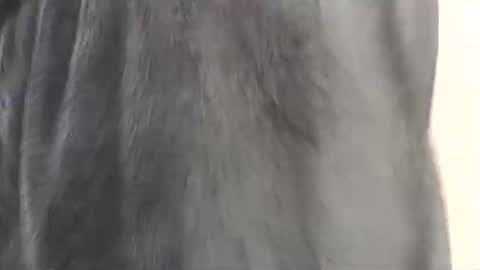 Snapshot of assiology11 chatting on 02.17.25 Assiology online show from 02.17.25