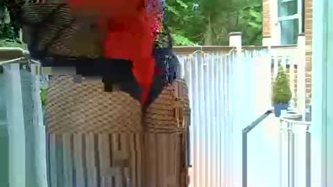 azole556 online show from 05.14.26