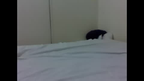 needoh online show from 04.26.26