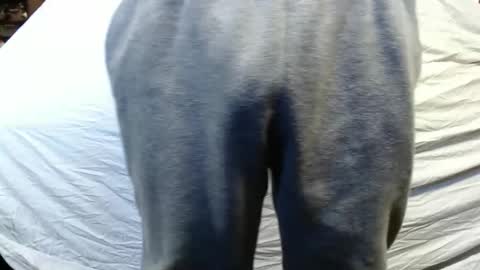 bigdickdaddy567130413 online show from 01.15.25