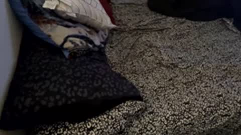 bigdickpapishampoo online show from 11.28.25