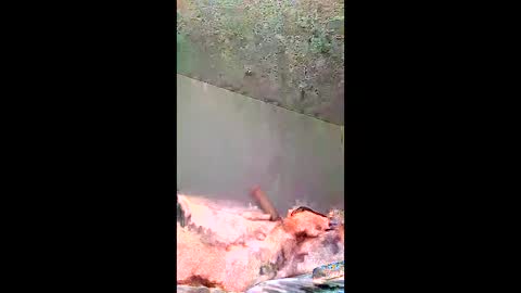 bigernine online show from 01.10.26