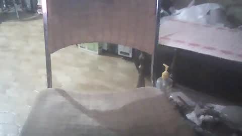 bigpenix online show from 01.26.25