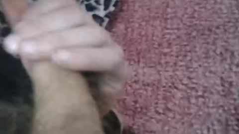 bigwalkdog420 online show from 01.26.25