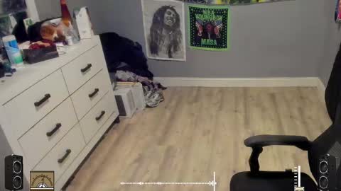 Plant Base Streamers From Pennsylvania online show from 10.17.25