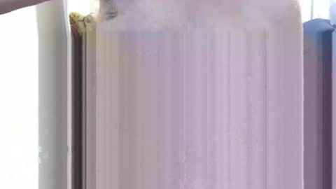 bolbil1 online show from 12.15.24