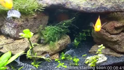 Booker Baxton online show from 01.04.25