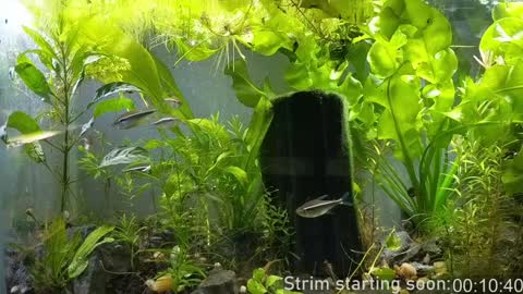 Booker Baxton online show from 01.07.25