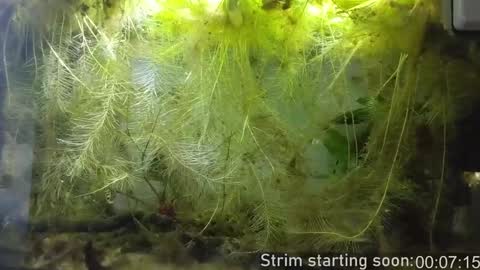 Booker Baxton online show from 01.15.25