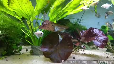 Booker Baxton online show from 01.23.25