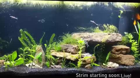 Booker Baxton online show from 09.19.25