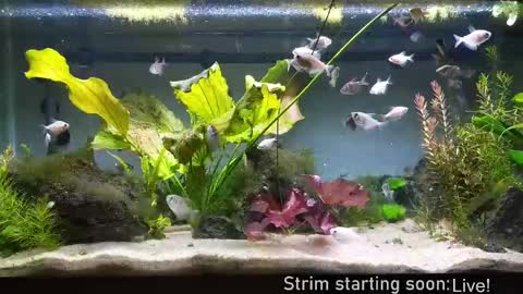 Booker Baxton online show from 09.25.25