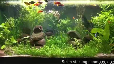 Booker Baxton online show from 10.07.25