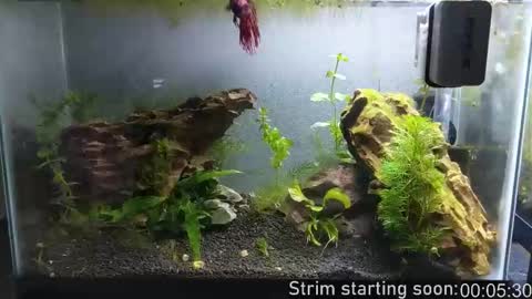 Booker Baxton online show from 10.10.25