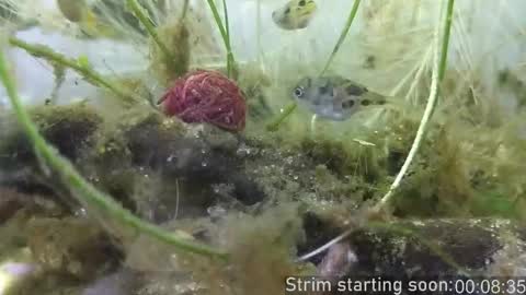 Booker Baxton online show from 11.06.25