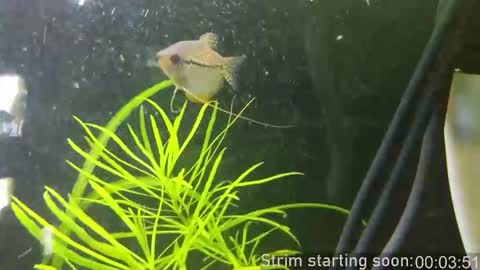 Booker Baxton online show from 01.14.26