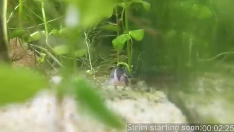 Booker Baxton online show from 02.14.26