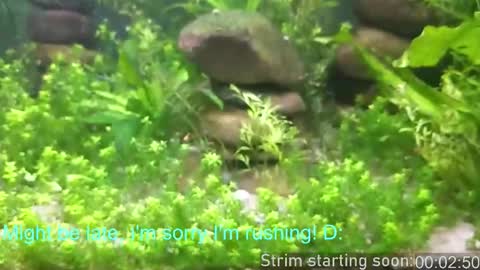 Booker Baxton online show from 02.19.26