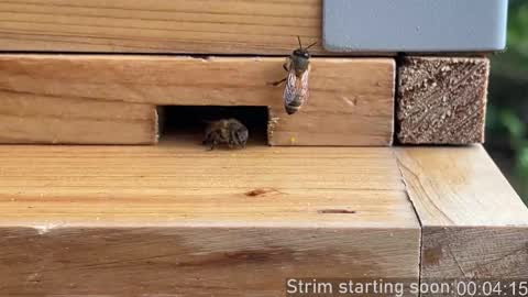 Booker Baxton online show from 03.04.26