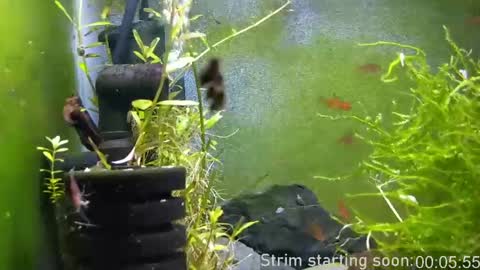 Booker Baxton online show from 04.03.26