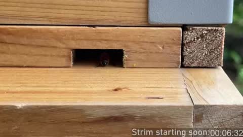 Booker Baxton online show from 04.05.26