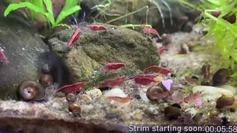 Booker Baxton online show from 04.08.26