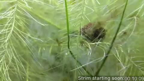 Booker Baxton online show from 04.17.26