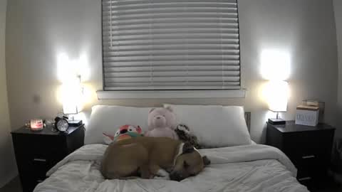 Bridget Black online show from 06.20.26