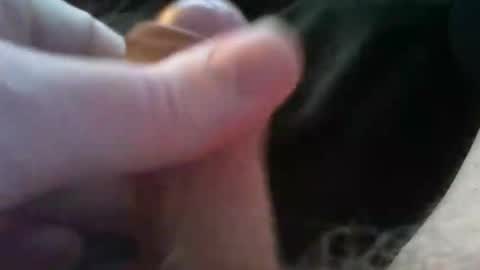 bullemoe online show from 10.04.25