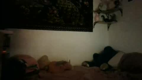 bunn13cat online show from 03.17.26