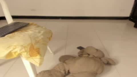 Caro online show from 03.11.26