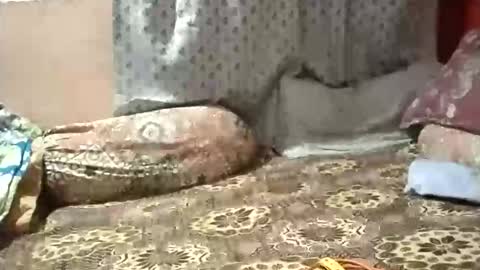 Stormydick online show from 01.12.26