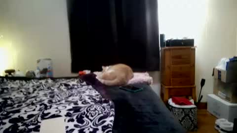 ChinaCove online show from 01.31.26