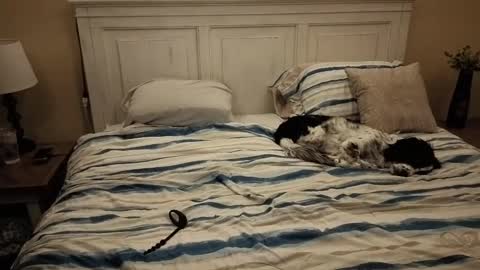 KingDing online show from 10.10.25