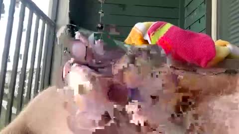 cocostarfish online show from 03.01.26