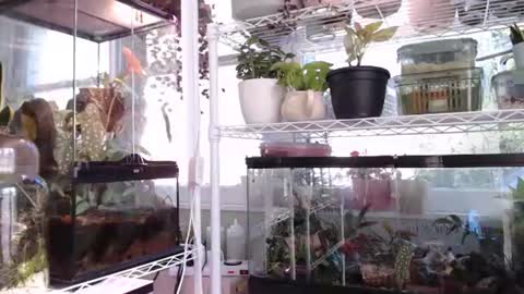 Snapshot of constantcumquest chatting on 10.06.25 ANR Mommy online show from 10.06.25