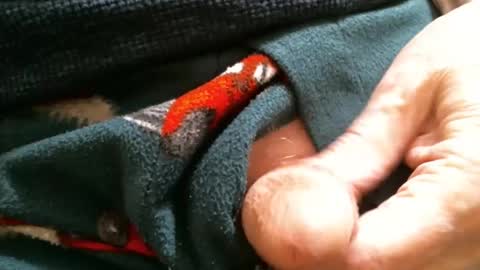 Snapshot of cutandwaxed2 chatting on 01.29.25 BI SMOOTH MATURE SUB online show from 01.29.25