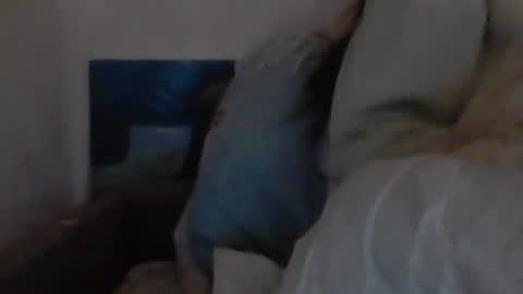 cutekattie online show from 12.18.24