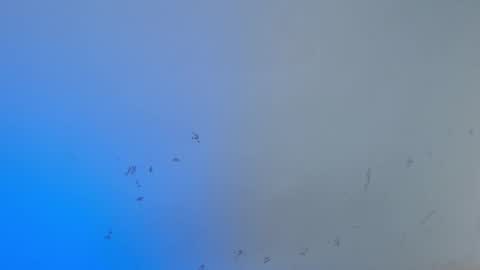 VALENTINA  online show from 10.15.25