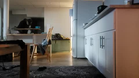 danimal5000 online show from 11.12.25