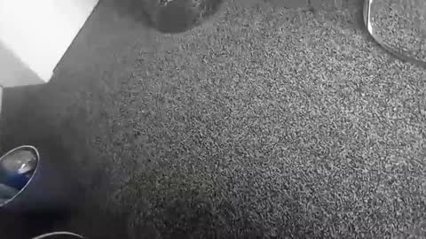 davidf75 online show from 11.17.25