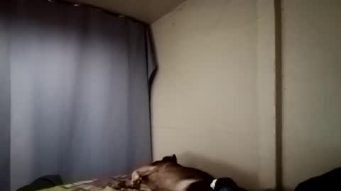 Snapshot of davidjose1995 chatting on 12.11.24 Juice cock online show from 12.11.24