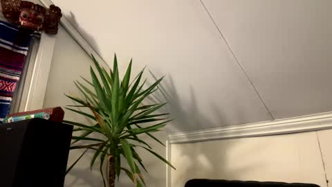 dayblue online show from 03.02.26