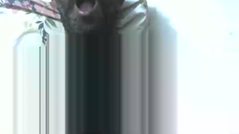 dick rus online show from 01.09.26